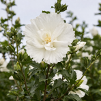 Ibištek sýrsky (Hibiscus syriacus) ´WHITE CHIFON´- výška 150-170 cm, kont. C5L - NA KMIENKU